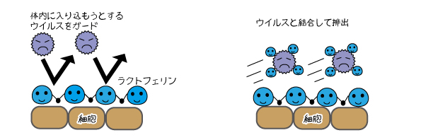 ラクトフェリン説明イラスト