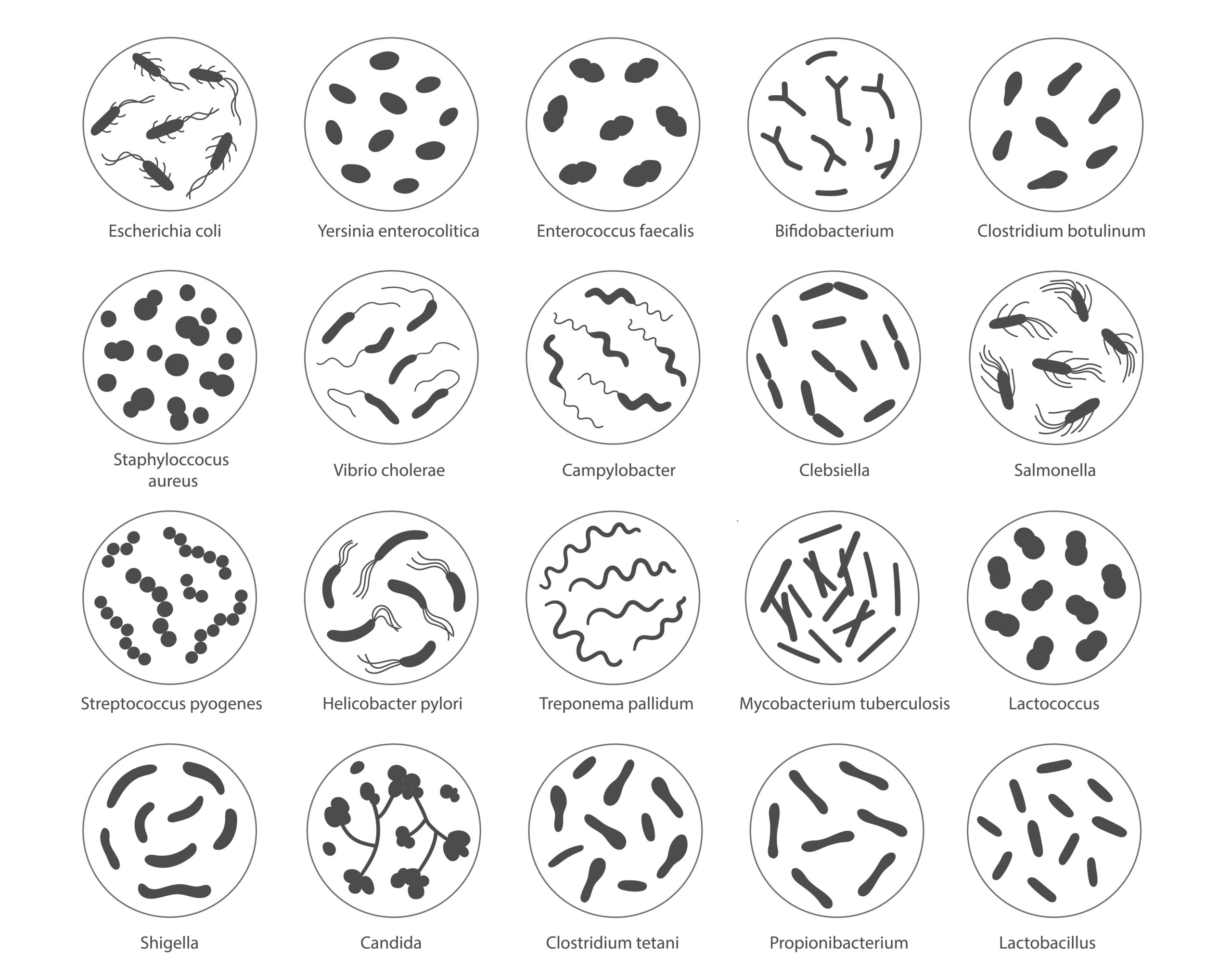 Set of bacteria in a magnifying glass. Vector illustration in doodle style